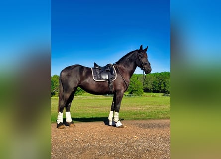 Frisones, Caballo castrado, 4 años, Negro