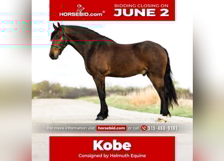 Frisones, Caballo castrado, 5 años, 150 cm, Castaño rojizo