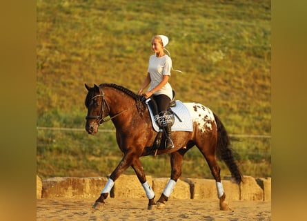 Frisones Mestizo, Caballo castrado, 5 años, 150 cm, Negro