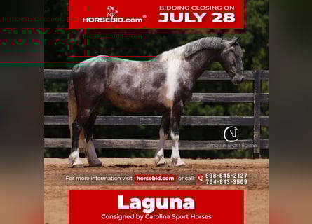 Frisones, Caballo castrado, 5 años, 155 cm