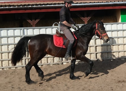 Frisones Mestizo, Caballo castrado, 5 años, 155 cm, Castaño oscuro