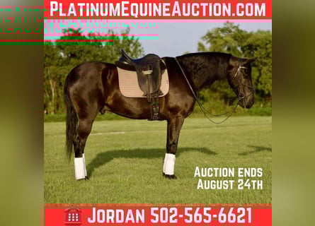 Frisones, Caballo castrado, 5 años, 160 cm, Negro