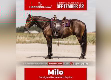Frisones Mestizo, Caballo castrado, 5 años, 163 cm, Castaño rojizo