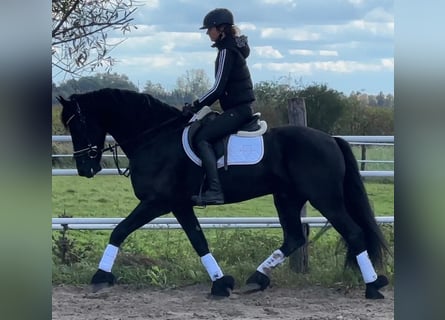 Frisones, Caballo castrado, 5 años, 164 cm, Negro