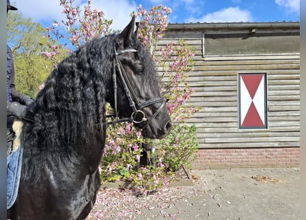Frisones, Caballo castrado, 5 años, 164 cm, Negro