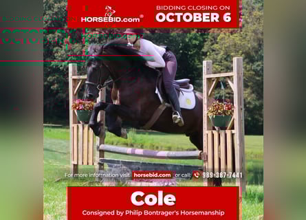 Frisones Mestizo, Caballo castrado, 5 años, 165 cm, Negro