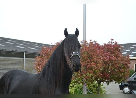 Frisones, Caballo castrado, 5 años, 166 cm, Negro