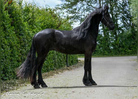 Frisones, Caballo castrado, 5 años, 167 cm, Negro