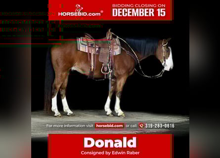 Frisones, Caballo castrado, 5 años, 168 cm, Castaño rojizo