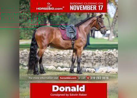 Frisones, Caballo castrado, 5 años, 168 cm, Castaño rojizo