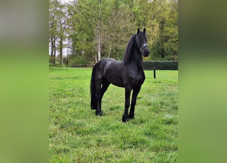 Frisones, Caballo castrado, 5 años, 168 cm, Negro