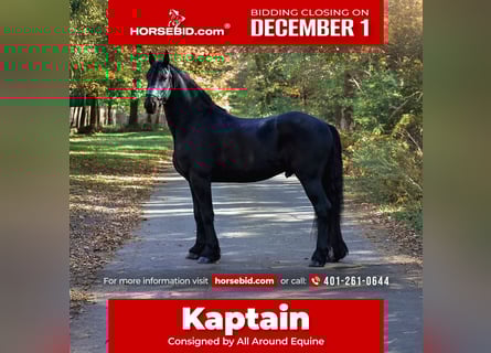 Frisones, Caballo castrado, 5 años, 168 cm, Negro