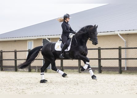 Frisones, Caballo castrado, 5 años, 170 cm, Negro