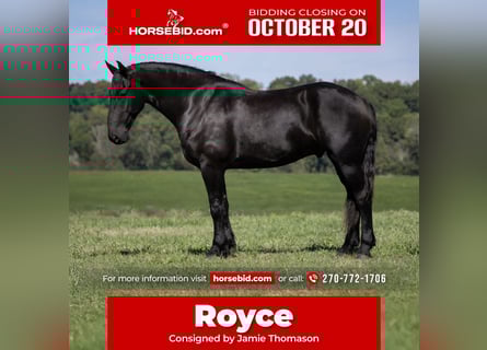 Frisones Mestizo, Caballo castrado, 5 años, 170 cm, Negro