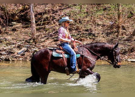 Frisones, Caballo castrado, 5 años, Castaño rojizo