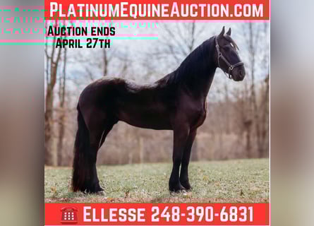 Frisones, Caballo castrado, 5 años, Negro