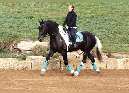 Frisones Mestizo, Caballo castrado, 5 años, Tobiano-todas las-capas