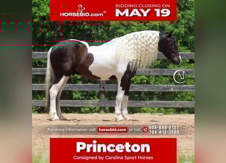 Frisones Mestizo, Caballo castrado, 6 años, 150 cm