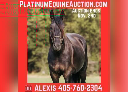 Frisones, Caballo castrado, 6 años, 152 cm, Negro