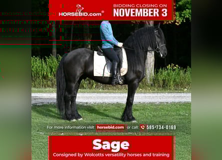 Frisones Mestizo, Caballo castrado, 6 años, 152 cm, Negro