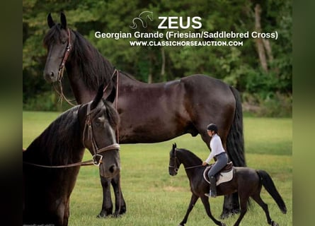 Frisones, Caballo castrado, 6 años, 152 cm, Negro