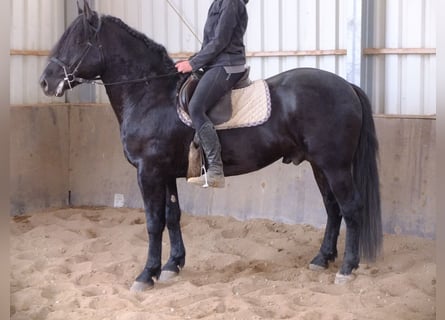 Frisones Mestizo, Caballo castrado, 6 años, 160 cm, Negro