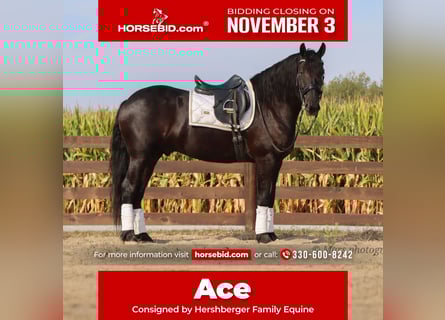 Frisones, Caballo castrado, 6 años, 160 cm, Negro