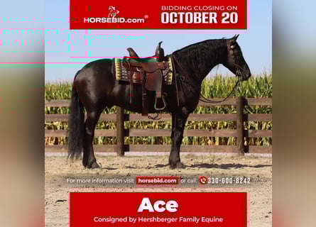 Frisones, Caballo castrado, 6 años, 160 cm, Negro