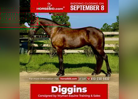 Frisones, Caballo castrado, 6 años, 163 cm, Negro