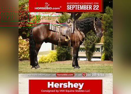 Frisones Mestizo, Caballo castrado, 6 años, 163 cm, Negro