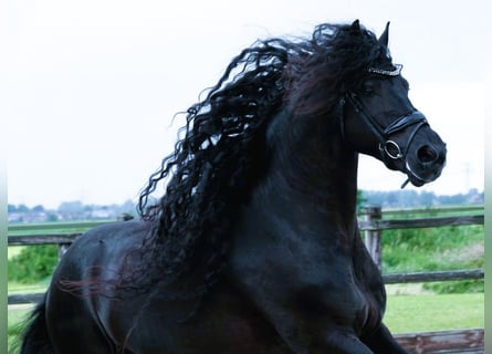 Frisones, Caballo castrado, 6 años, 163 cm, Negro