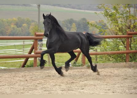 Frisones, Caballo castrado, 6 años, 165 cm, Negro