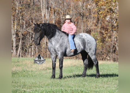 Frisones Mestizo, Caballo castrado, 6 años, 165 cm, Ruano azulado