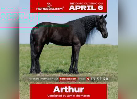 Frisones Mestizo, Caballo castrado, 6 años, 168 cm, Negro