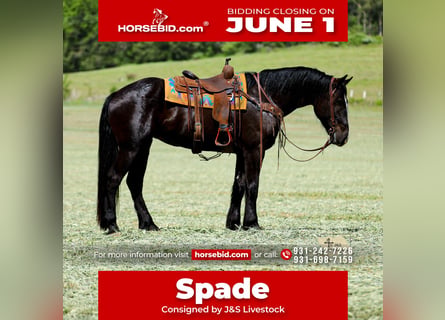 Frisones Mestizo, Caballo castrado, 6 años, Negro