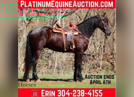 Frisones, Caballo castrado, 6 años, Negro