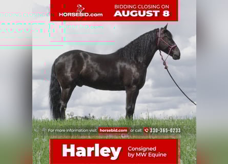 Frisones Mestizo, Caballo castrado, 7 años, 147 cm, Negro