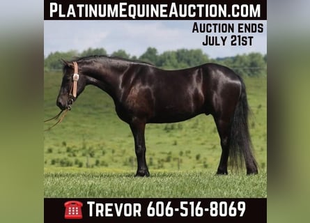 Frisones, Caballo castrado, 7 años, 155 cm, Negro