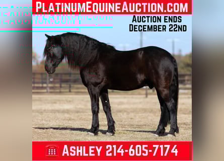 Frisones, Caballo castrado, 7 años, 157 cm, Negro