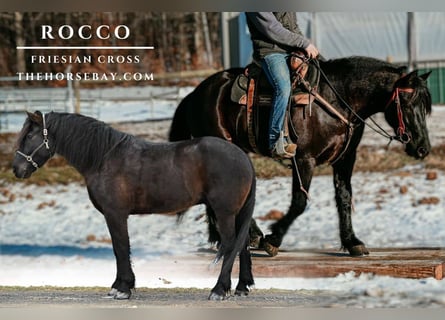 Frisones Mestizo, Caballo castrado, 7 años, 163 cm, Negro