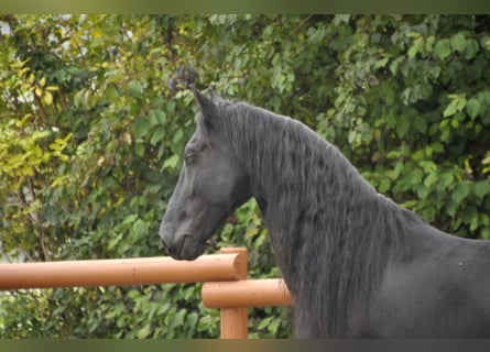 Frisones, Caballo castrado, 7 años, 165 cm, Negro