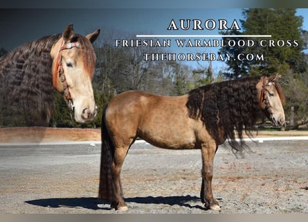 Frisones, Caballo castrado, 7 años, Champán