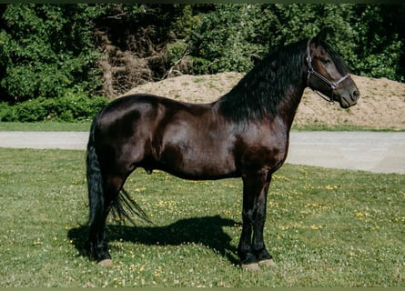 Frisones Mestizo, Caballo castrado, 7 años, Negro