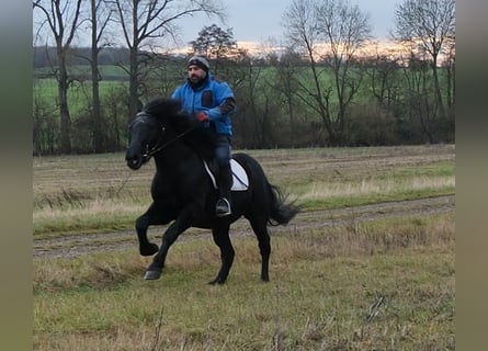 Frisones Mestizo, Caballo castrado, 8 años, 152 cm, Negro