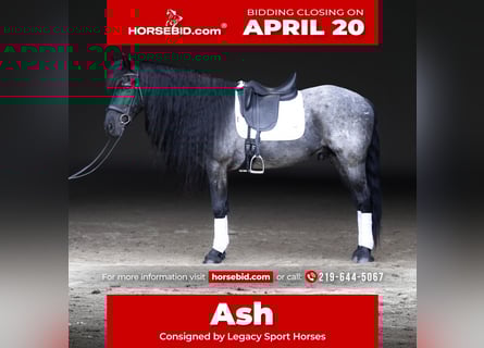 Frisones Mestizo, Caballo castrado, 8 años, 152 cm, Ruano azulado