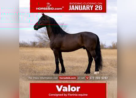 Frisones Mestizo, Caballo castrado, 8 años, 168 cm, Negro