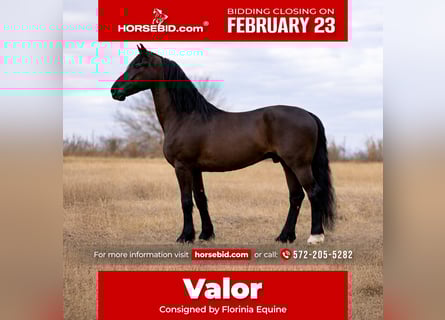 Frisones Mestizo, Caballo castrado, 8 años, 170 cm, Negro