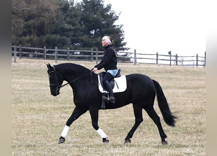 Frisones, Caballo castrado, 8 años, Negro