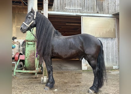 Frisones, Semental, 20 años, 150 cm, Negro