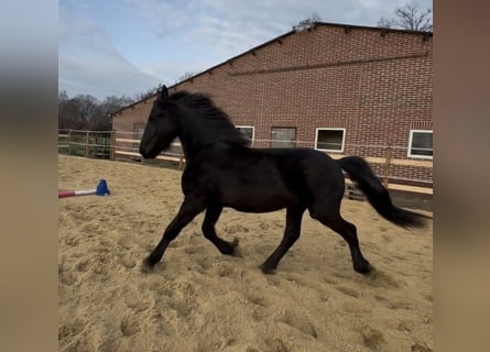 Frisones, Semental, 2 años, 163 cm, Negro